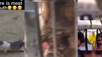 Cats Showing Off Their Feline Flair