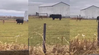 Rutting Buck Bullies Bull Angus