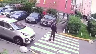 Aggressive Dog Owner Gets Served