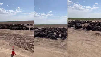 Over 3000 Cattle Dead In Kansas Due To Heat? Thoughts!