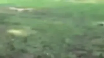 8-Year-Old Midget Got Dragged 20 Times