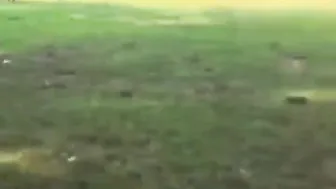 8-Year-Old Midget Got Dragged 20 Times
