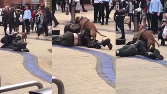 Whos Dog Is That? #1 Fight Videos ???? ????