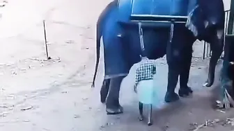Why The Elephant Did This To Him? ????
