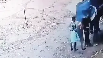 Why The Elephant Did This To Him? ????