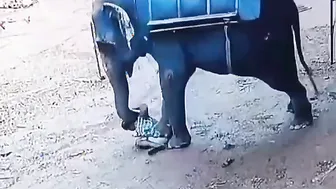Why The Elephant Did This To Him? ????