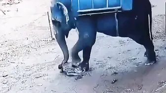 Why The Elephant Did This To Him? ????