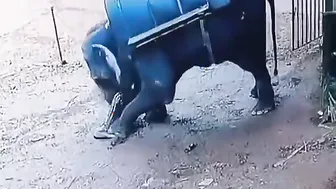 Why The Elephant Did This To Him? ????